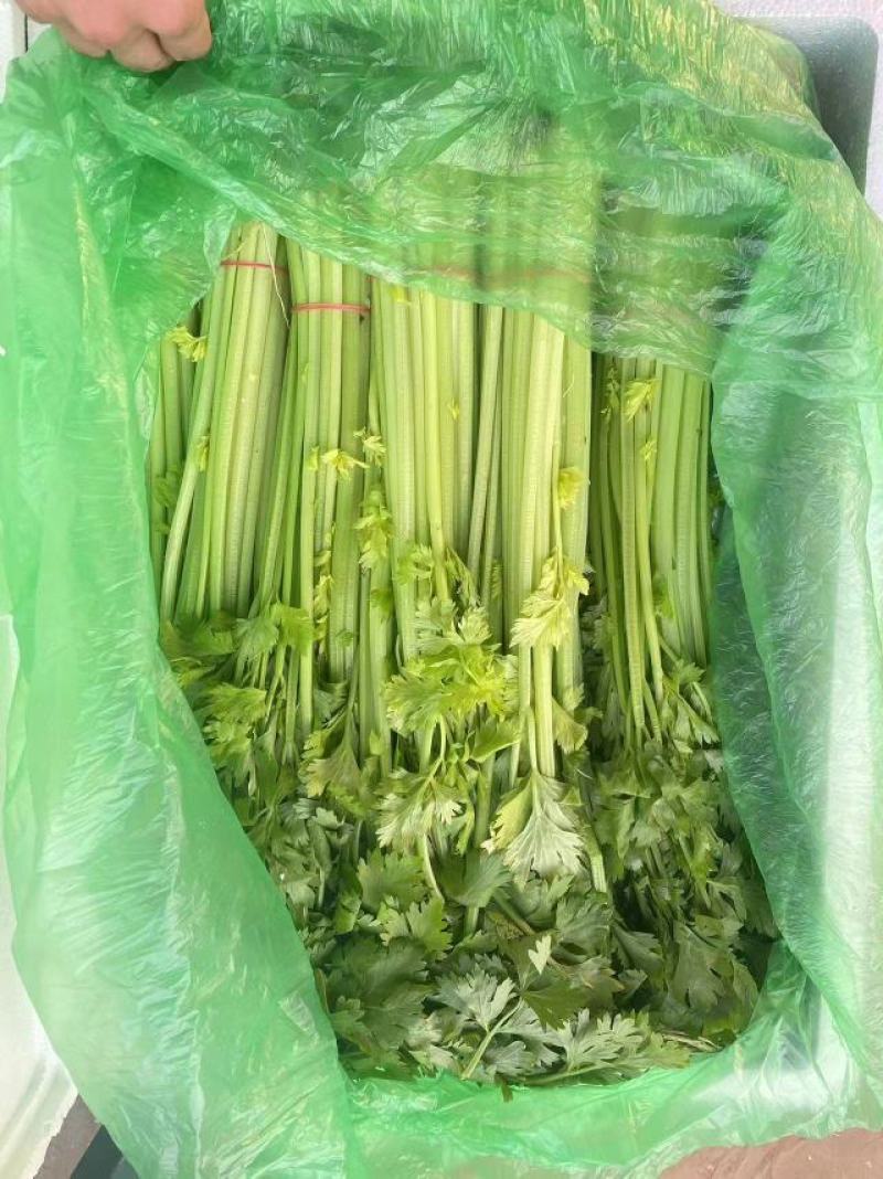河北芹菜，东方红香芹，大量现货供应诚信经营保质保量