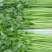 河北芹菜，东方红香芹，大量现货供应诚信经营保质保量
