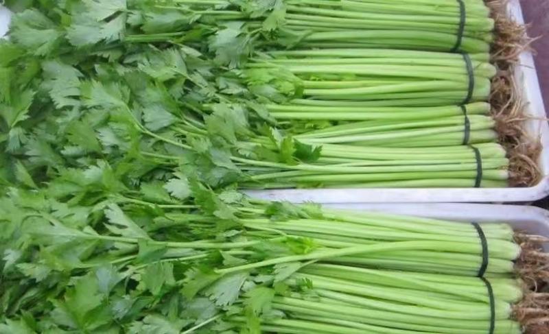 河北芹菜，东方红香芹，大量现货供应诚信经营保质保量