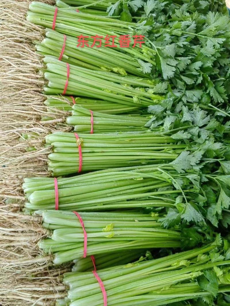 河北芹菜，东方红香芹，大量现货供应诚信经营保质保量