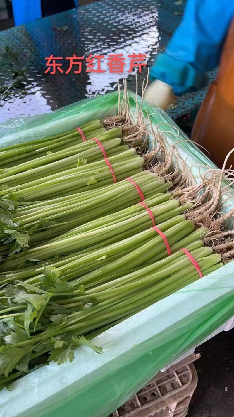 河北芹菜，东方红香芹，大量现货供应诚信经营保质保量