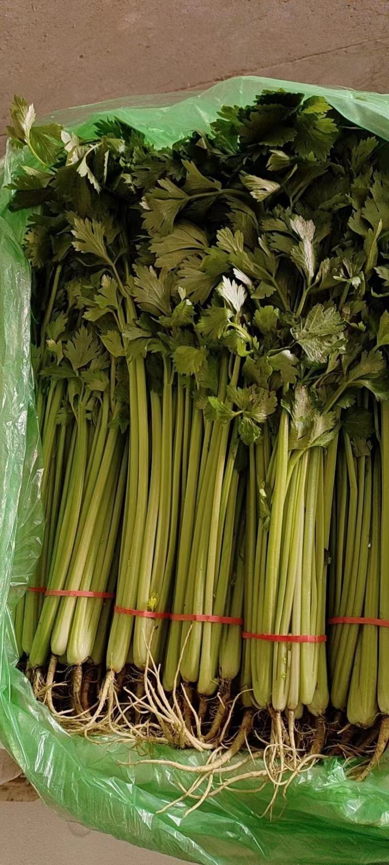河北芹菜，东方红香芹，大量现货供应诚信经营保质保量