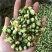 山茶花干货山茶花药用泡水欢迎选购！
