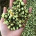 山茶花干货山茶花药用泡水欢迎选购！