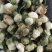 山茶花干货山茶花药用泡水欢迎选购！
