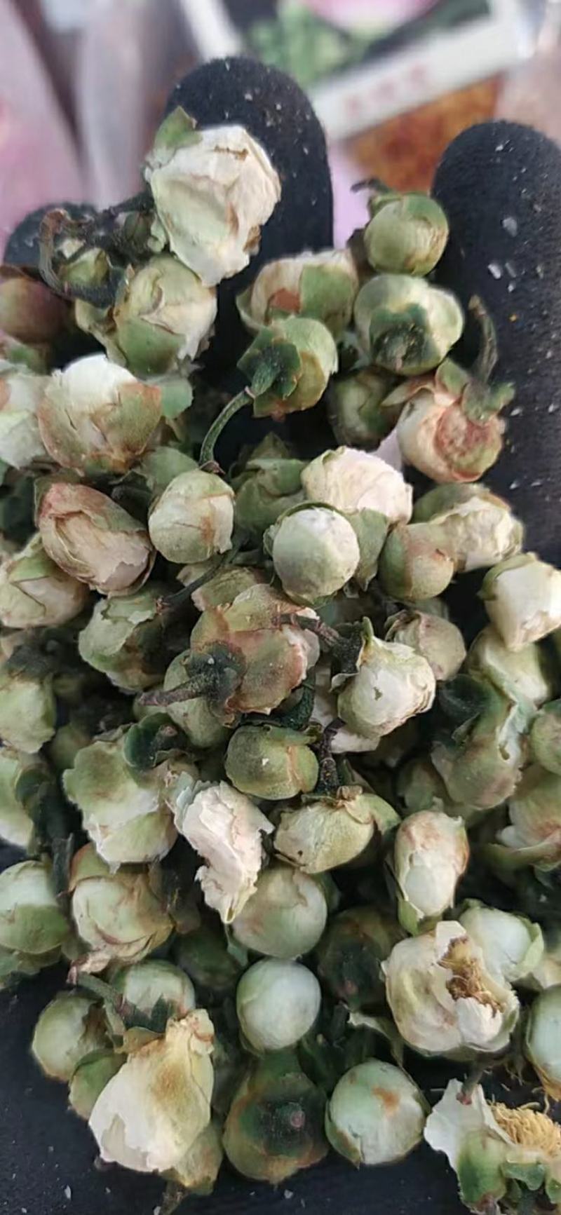山茶花干货山茶花药用泡水欢迎选购！