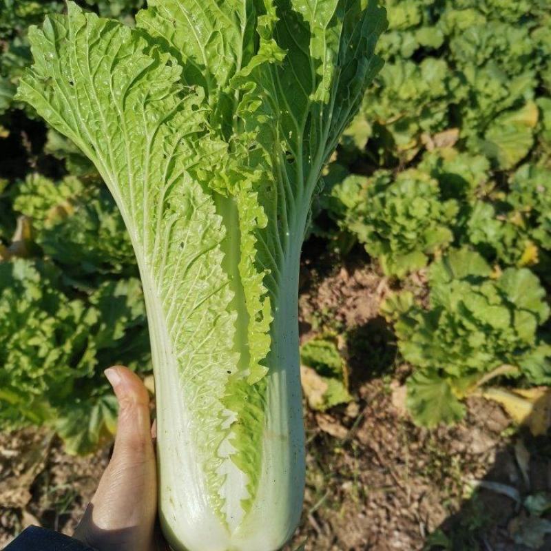 湖北青麻叶长白菜大量有货欢迎各位新老客户光临挑选