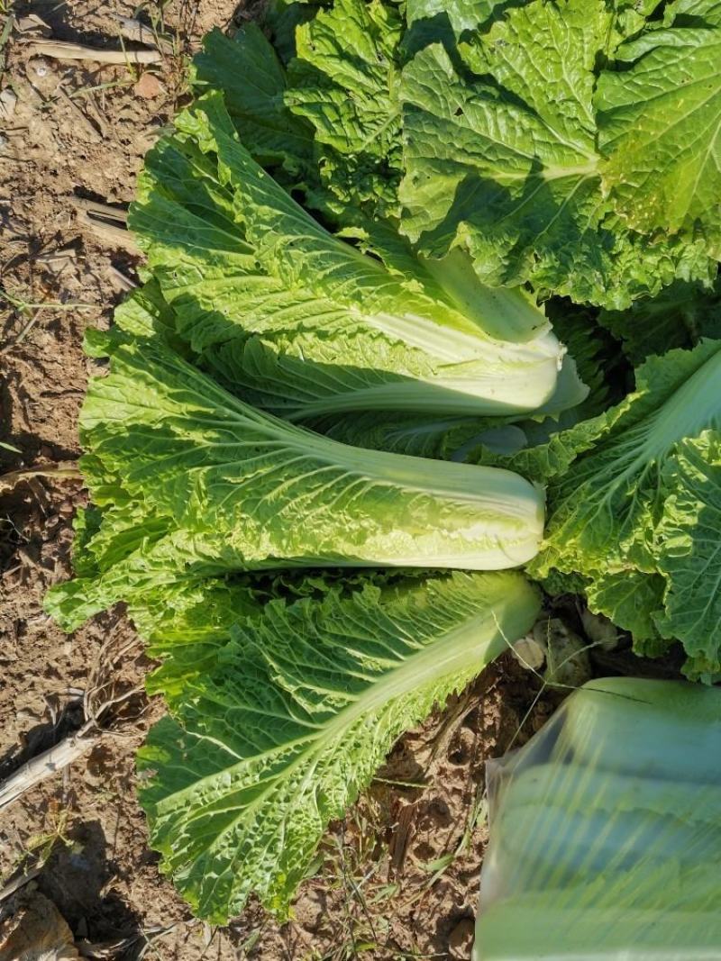 湖北青麻叶长白菜大量有货欢迎各位新老客户光临挑选