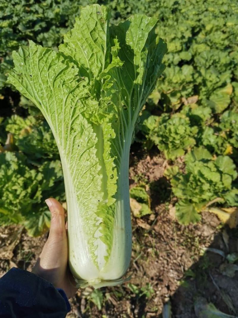 湖北青麻叶长白菜大量有货欢迎各位新老客户光临挑选