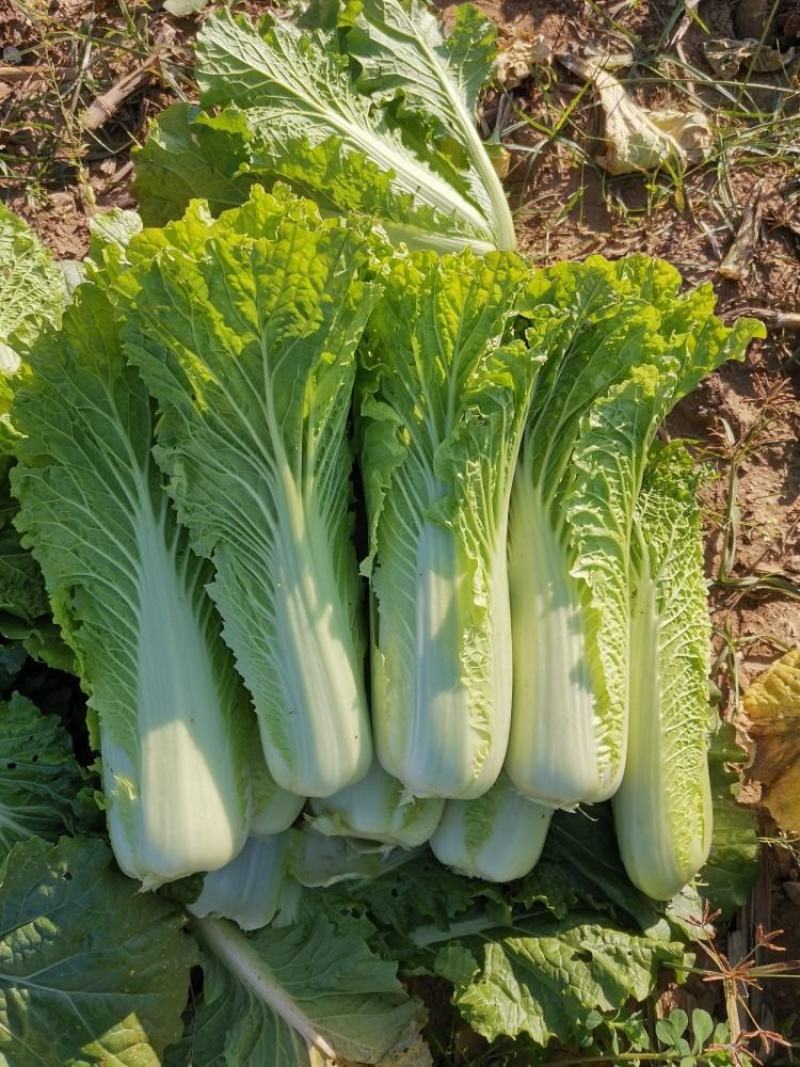 湖北青麻叶长白菜大量有货欢迎各位新老客户光临挑选