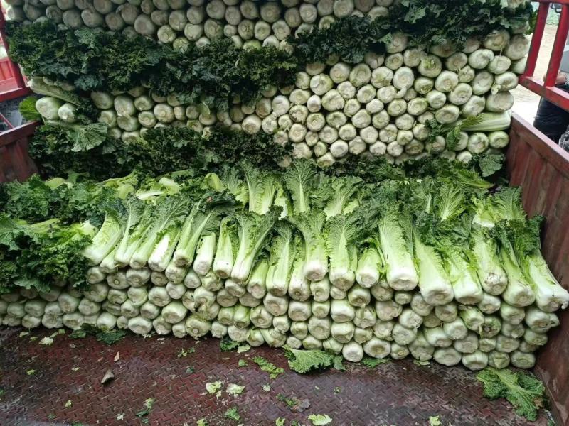 湖北青麻叶长白菜大量有货欢迎各位新老客户光临挑选