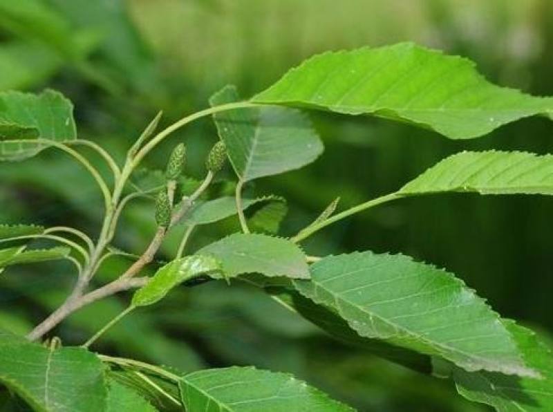 新采正宗桤木种子水冬瓜树种子水青风桤蒿种子江南桤木林木