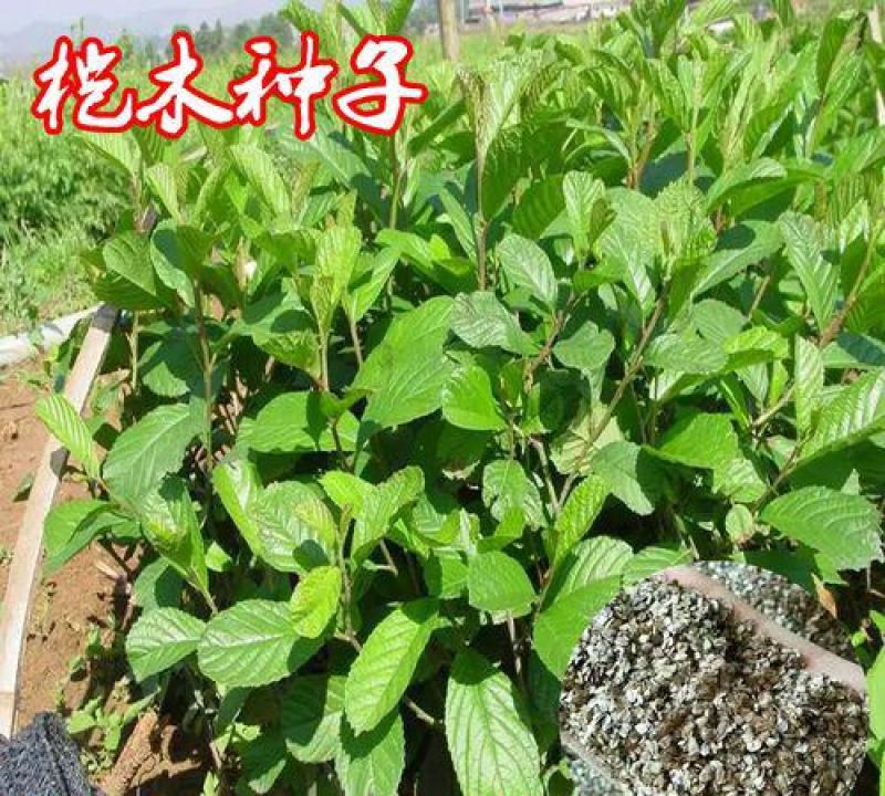 新采正宗桤木种子水冬瓜树种子水青风桤蒿种子江南桤木林木
