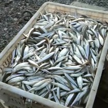 青海池沼公鱼，通货，冰鲜，冷冻出售，需要的老板联系我