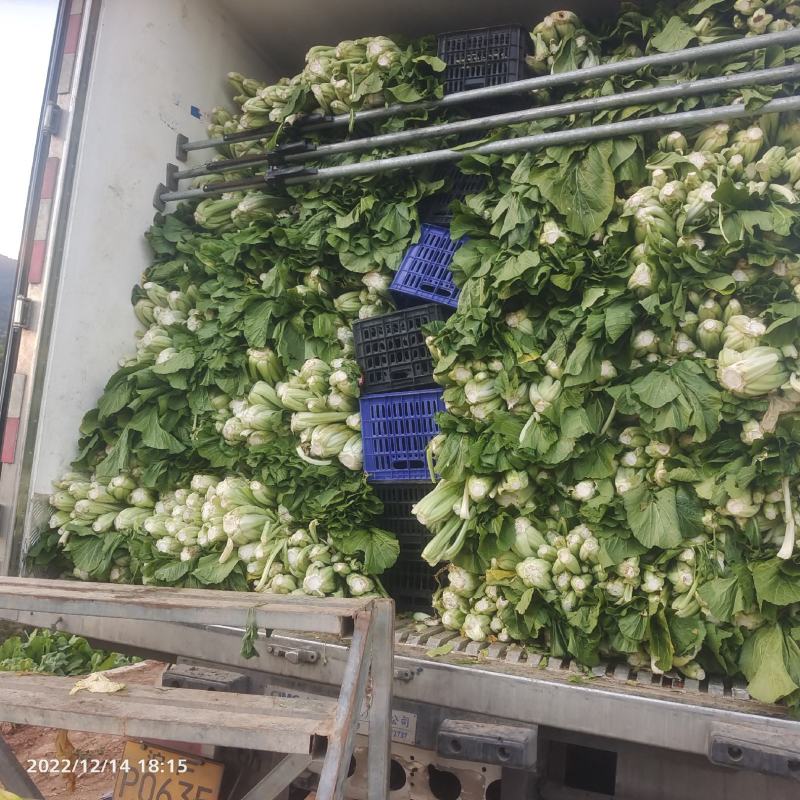 云南大青菜，粉杆青菜，圆杆青菜，春菜，大量上市