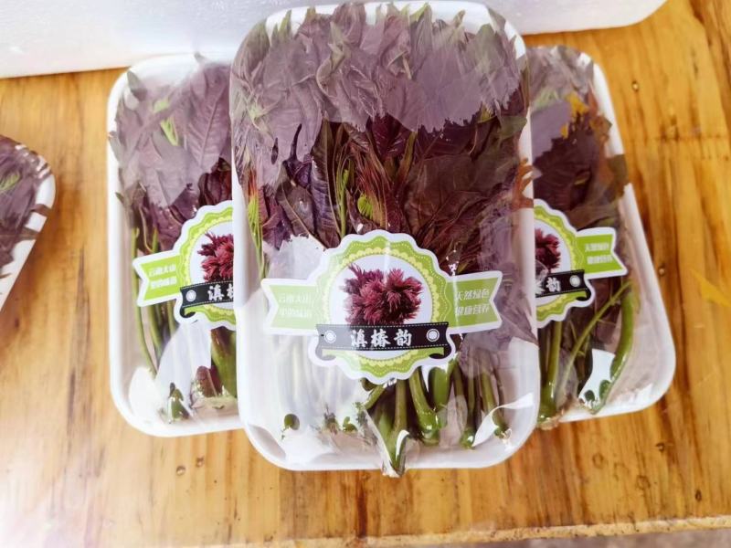 香椿芽批发基地大量优先全国发货，需要的与我联系