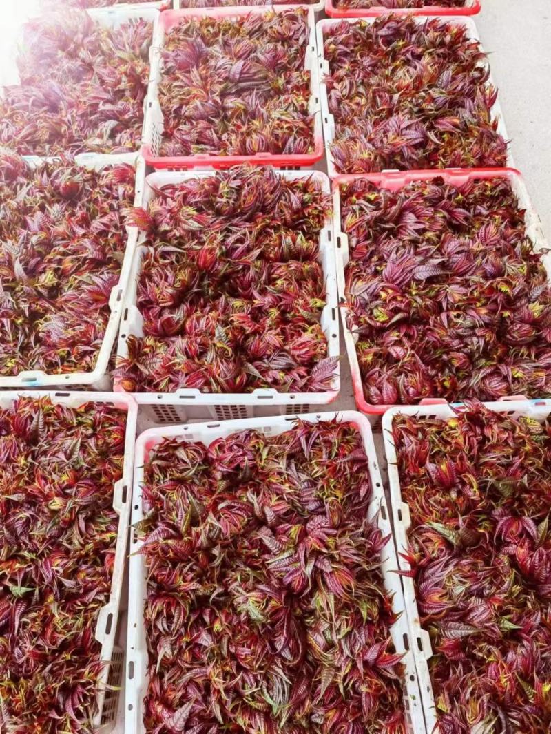 香椿芽批发基地大量优先全国发货，需要的与我联系