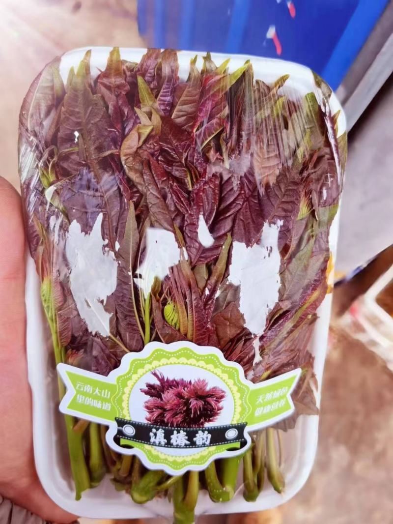 香椿芽批发基地大量优先全国发货，需要的与我联系