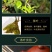茶