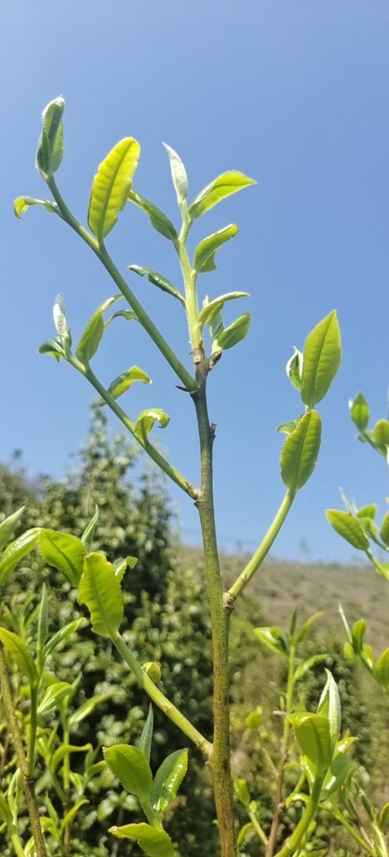 茶