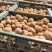 魔芋二代种子，脱水消毒百分之三十，精挑细选，提供种植技术
