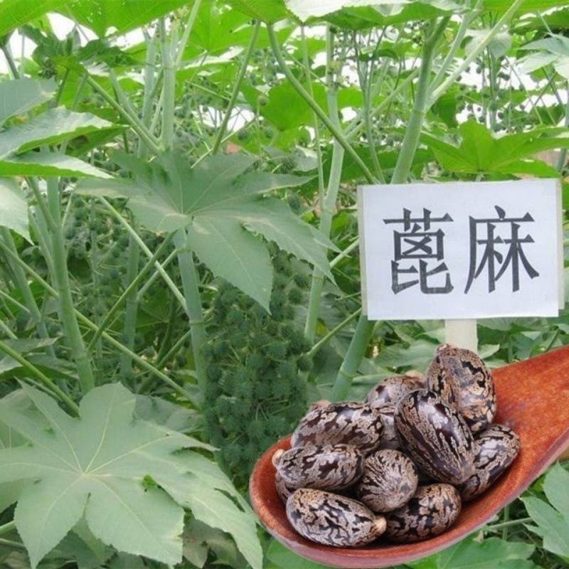 中药材蓖麻种籽绿蓖麻籽手工净选蓖麻籽种子饱满野生大蓖麻子