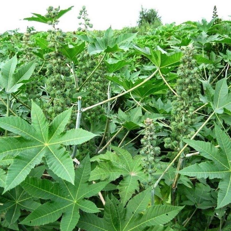 中药材蓖麻种籽绿蓖麻籽手工净选蓖麻籽种子饱满野生大蓖麻子