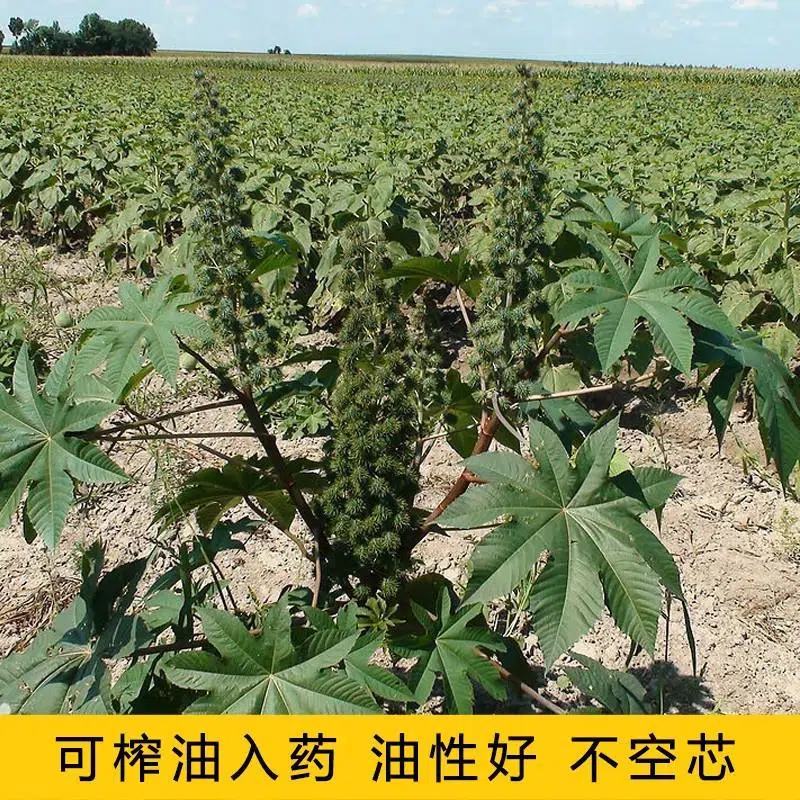 中药材蓖麻种籽绿蓖麻籽手工净选蓖麻籽种子饱满野生大蓖麻子