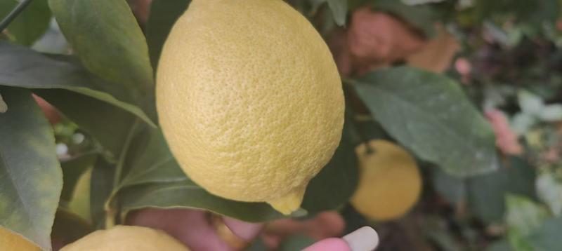 安岳柠檬价格美丽果子漂亮需要联系，基地直供需要联系