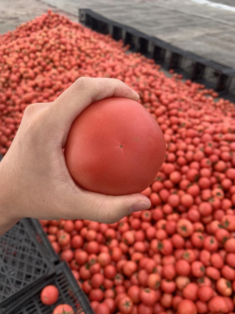 苍南硬粉西红柿供应档口超市电商耐运输当天釆摘