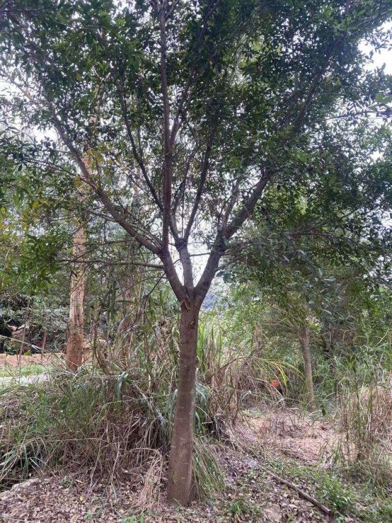 红皮榕