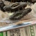 长岛拉缸盐海参量不多就几十斤可参观海域。