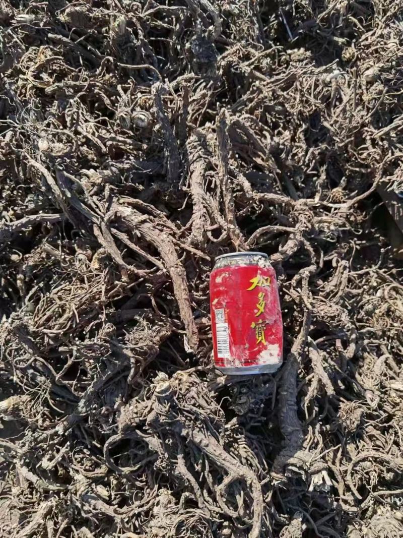 新疆蒿本