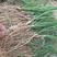 新产毛知母种子地参子销售各种药材种子知母籽种子中药材知母