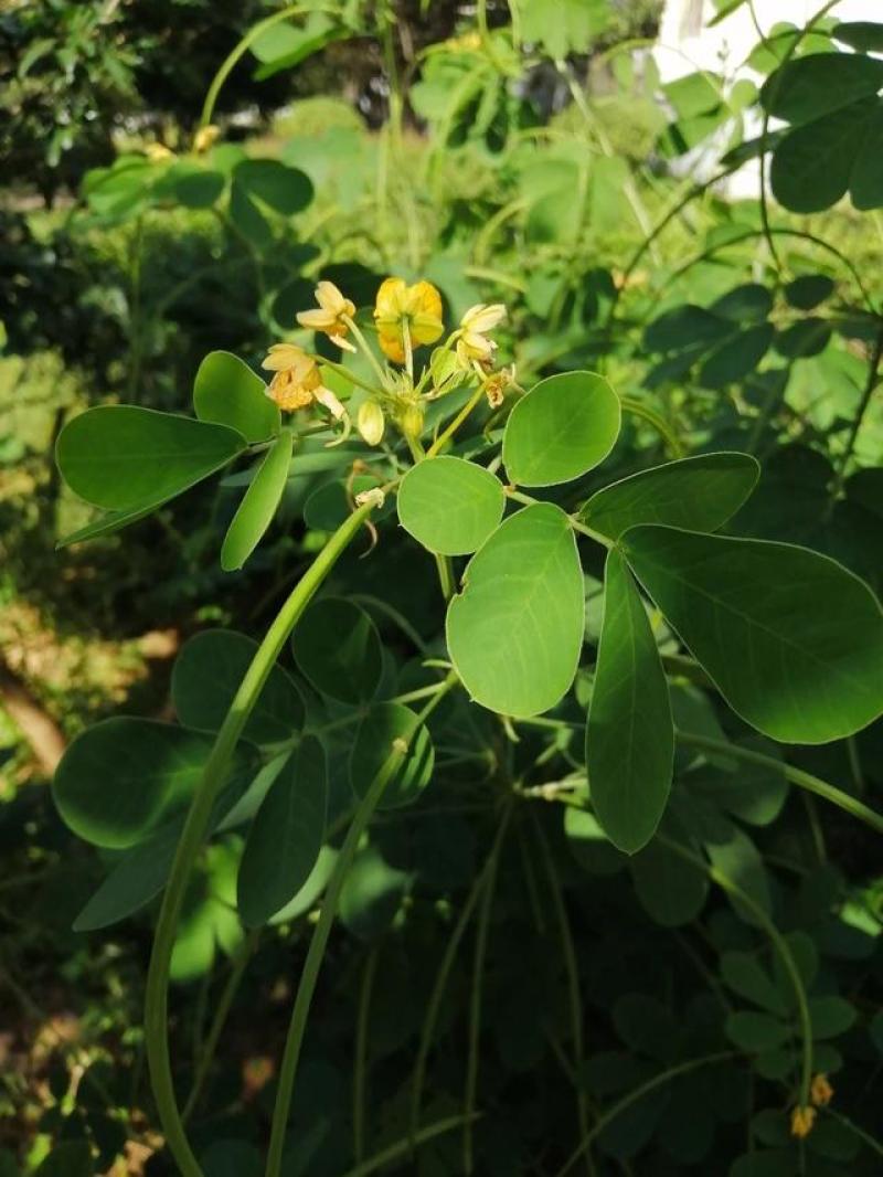 决明子种子籽四季播种蔬菜阳台盆栽庭院马蹄决明双荚决明草