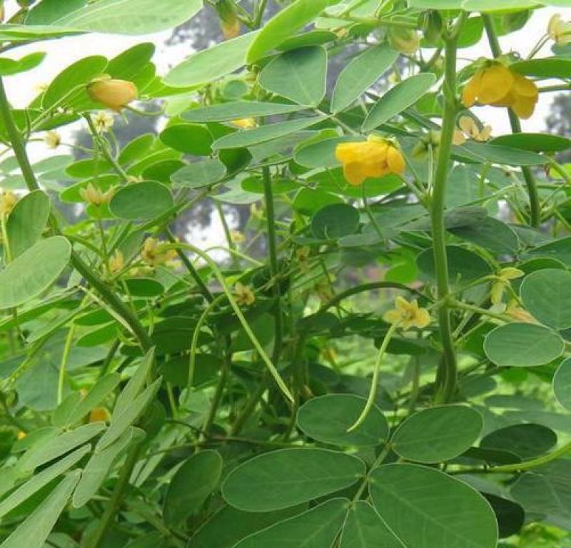 决明子种子籽四季播种蔬菜阳台盆栽庭院马蹄决明双荚决明草