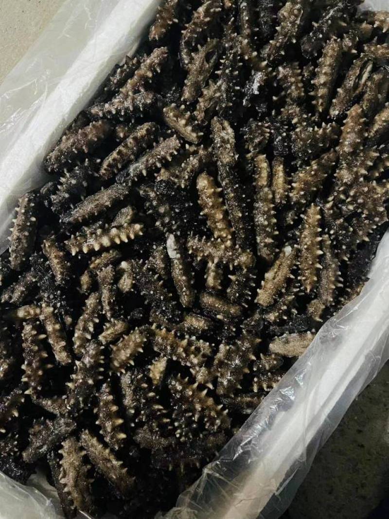 大连海参单品加工厂，大连发货，海参小包装明细