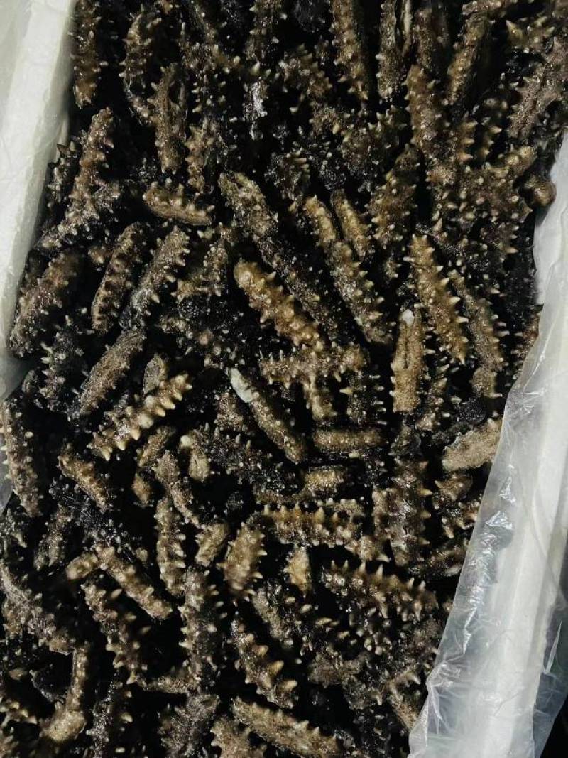 大连海参单品加工厂，大连发货，海参小包装明细