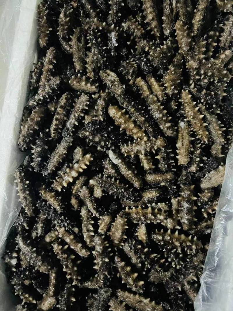 大连海参单品加工厂，大连发货，海参小包装明细