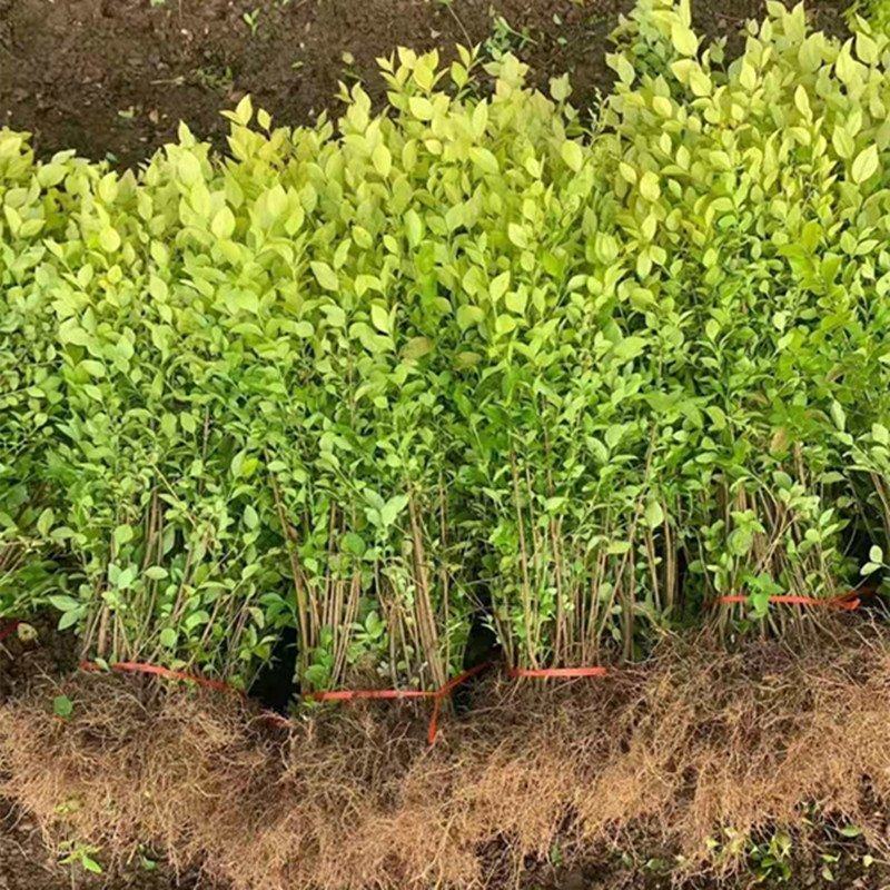 金叶女贞色块苗高度10-60公分苗圃直销无中介量大发