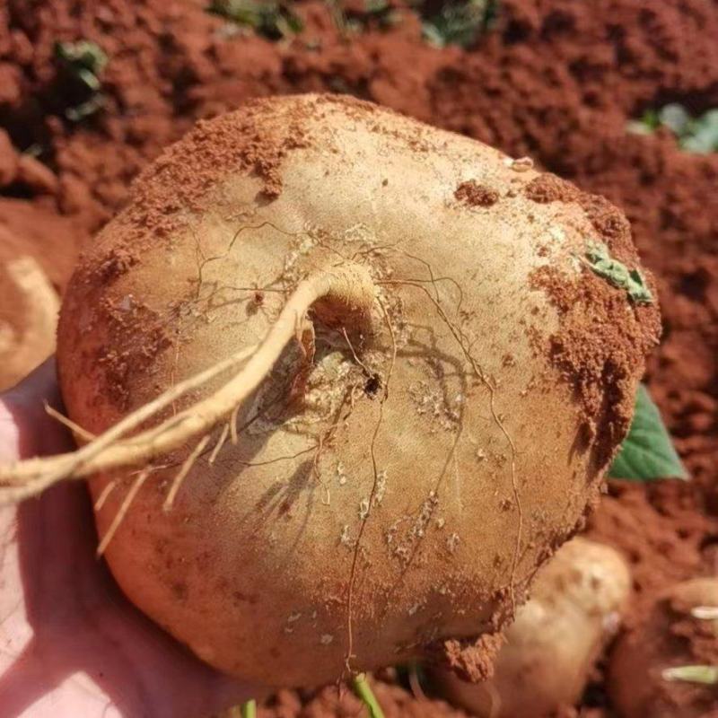 湛江豆薯质量保证价格实惠质量保证欢迎咨询