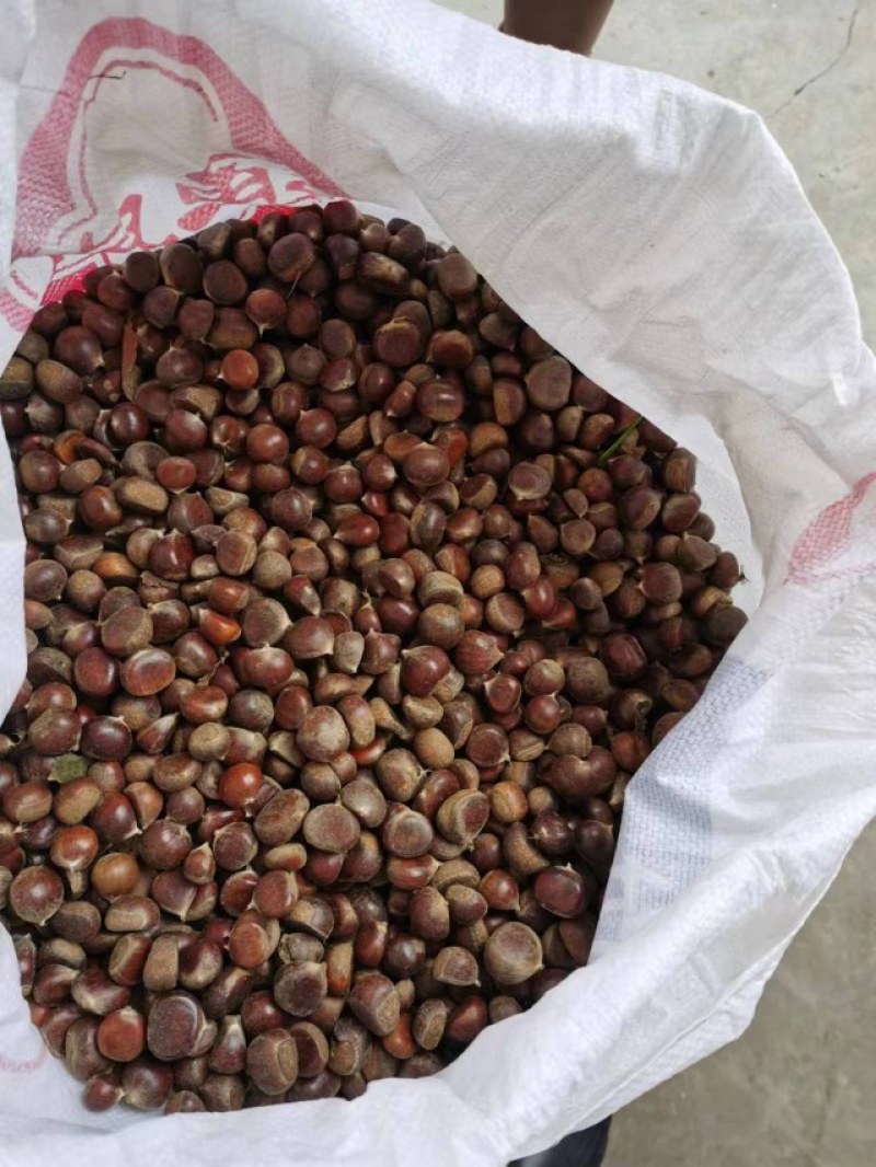陕西汉中洋县高山精品板栗，炒板栗，种板栗，货源充足，