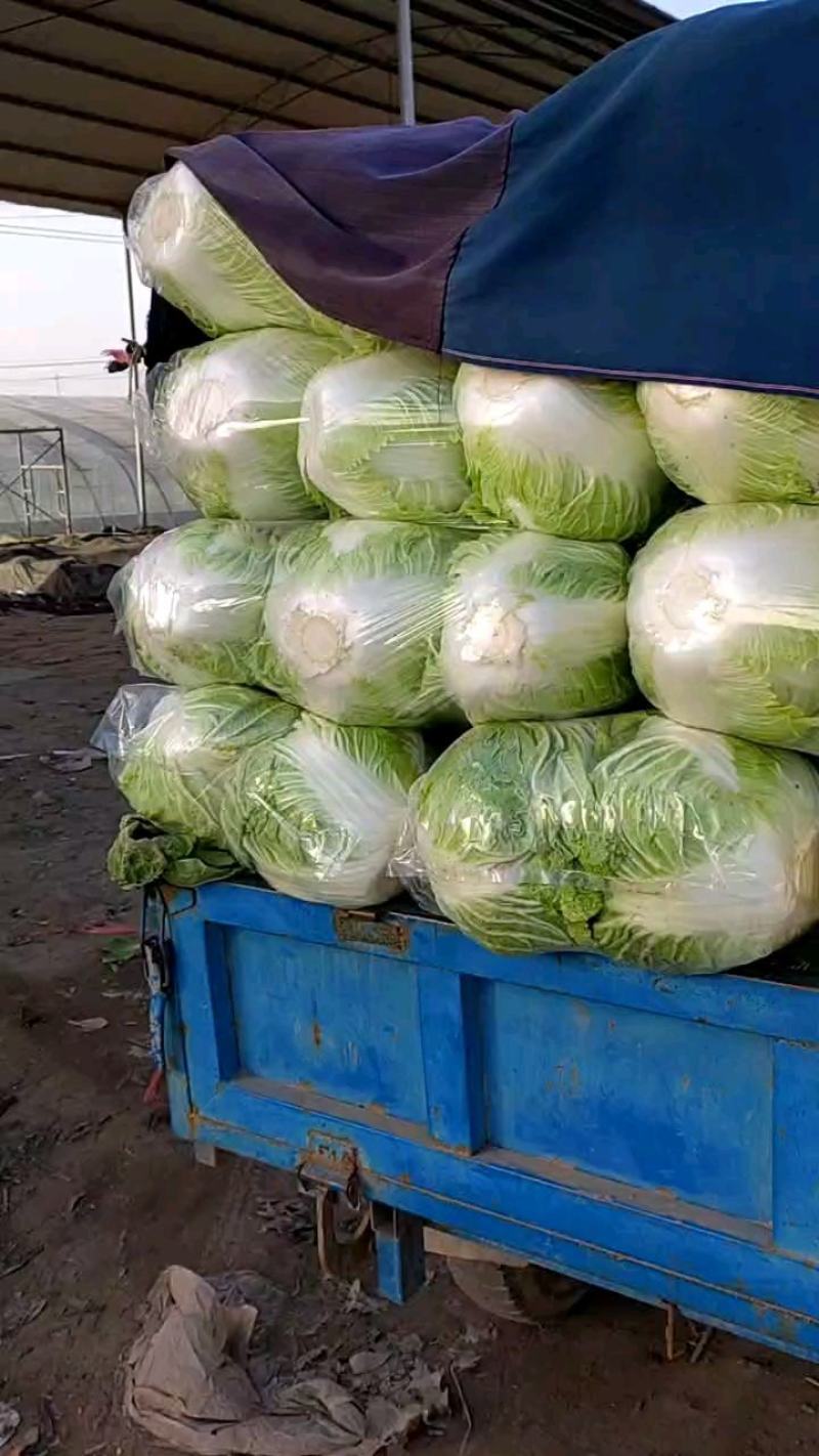 大白菜，秦白2号优质大白菜，代发全国，欢迎选购