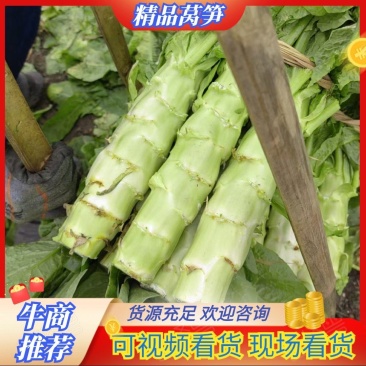 【牛商推荐】优质青皮莴笋欢迎随时打电话了解行情