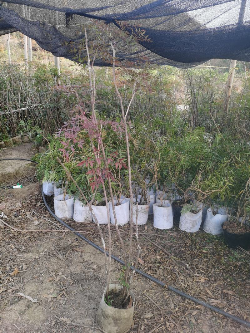 精品熟桩南天竹