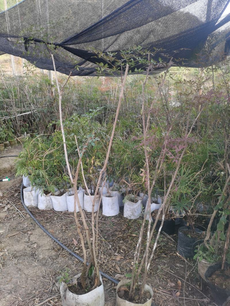 精品熟桩南天竹