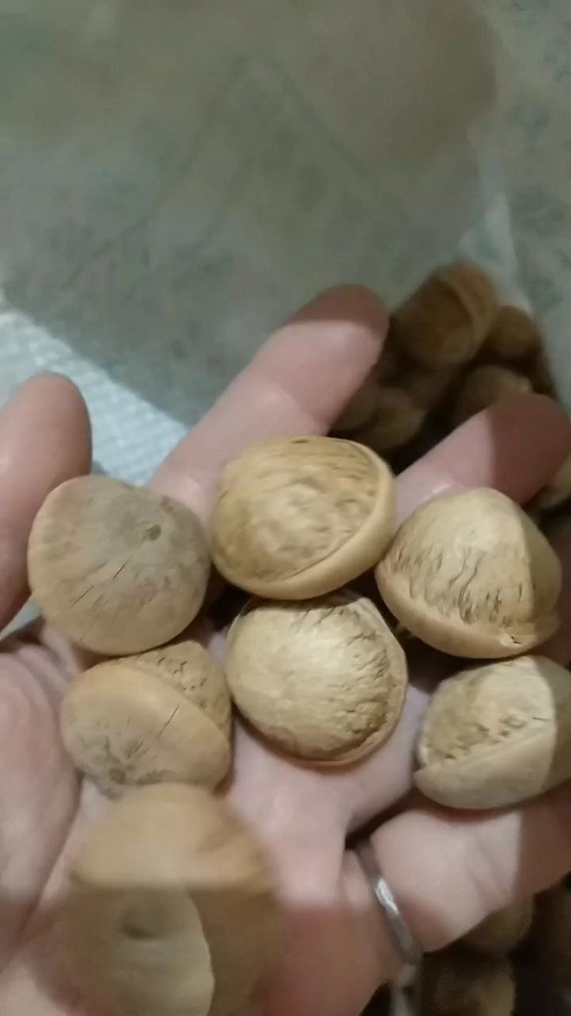 大个足干货粒粒有肉簿壳风流果(产地直发，大量批发)