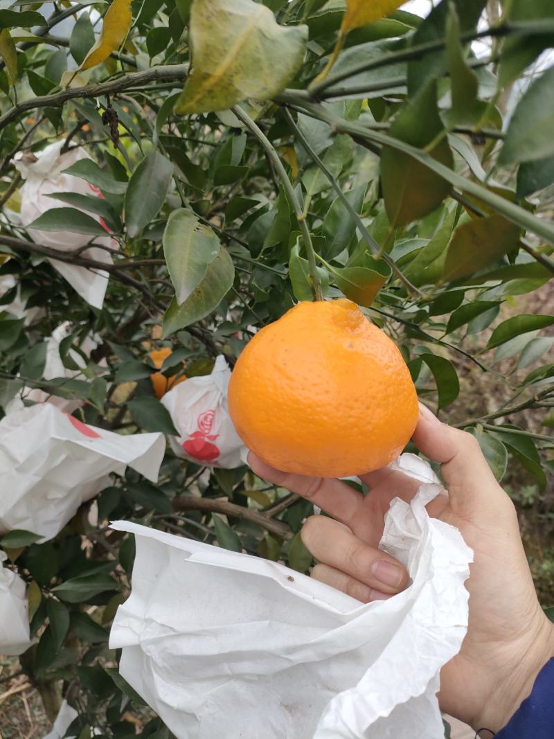 春见耙耙柑高山货口感非常好超甜如蜜果大亮