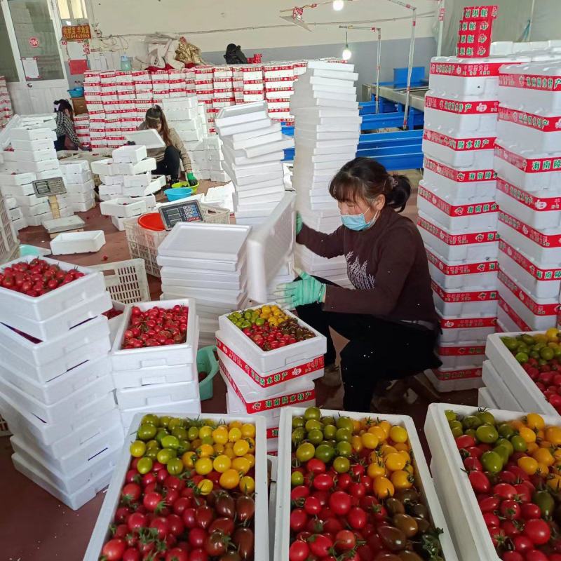 千禧粉玉圣女果T七小番茄绿千喜黄色迷彩千喜果种植产地量大