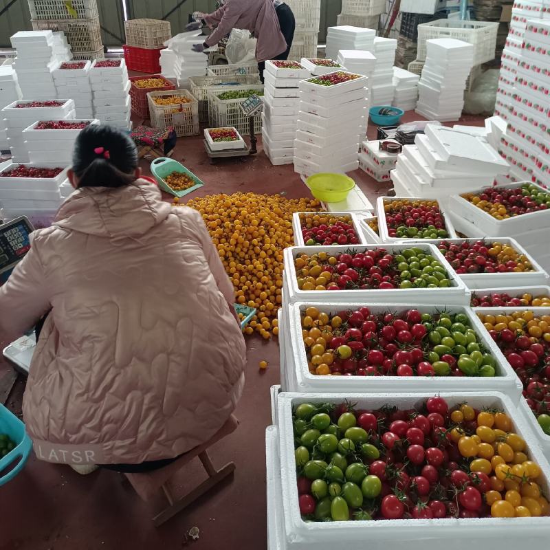 千禧粉玉圣女果T七小番茄绿千喜黄色迷彩千喜果种植产地量大